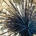 Crowned Sea Urchin - Photo (c) Robin Gwen Agarwal, some rights reserved (CC BY-NC), uploaded by Robin Gwen Agarwal