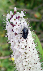 Calliphora quadrimaculata