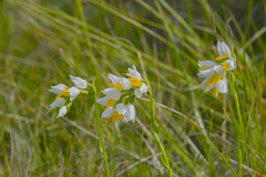 Schizochilus flexuosus