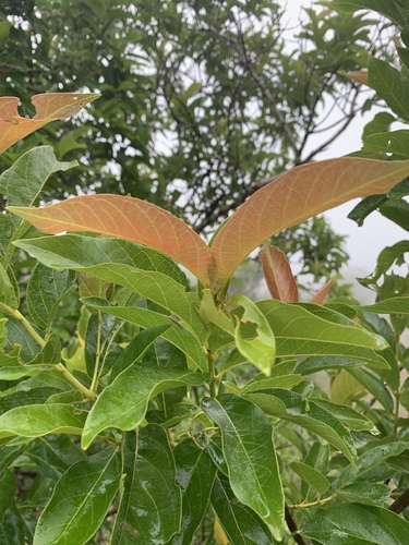 Combretum kraussii image