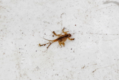 Leptohyphidae