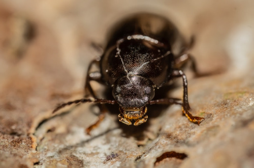 Entomobrya albocincta, Jeanne d'Arc-Longs-Champs-Beaulieu, Rennes, France, photo 6 of 10