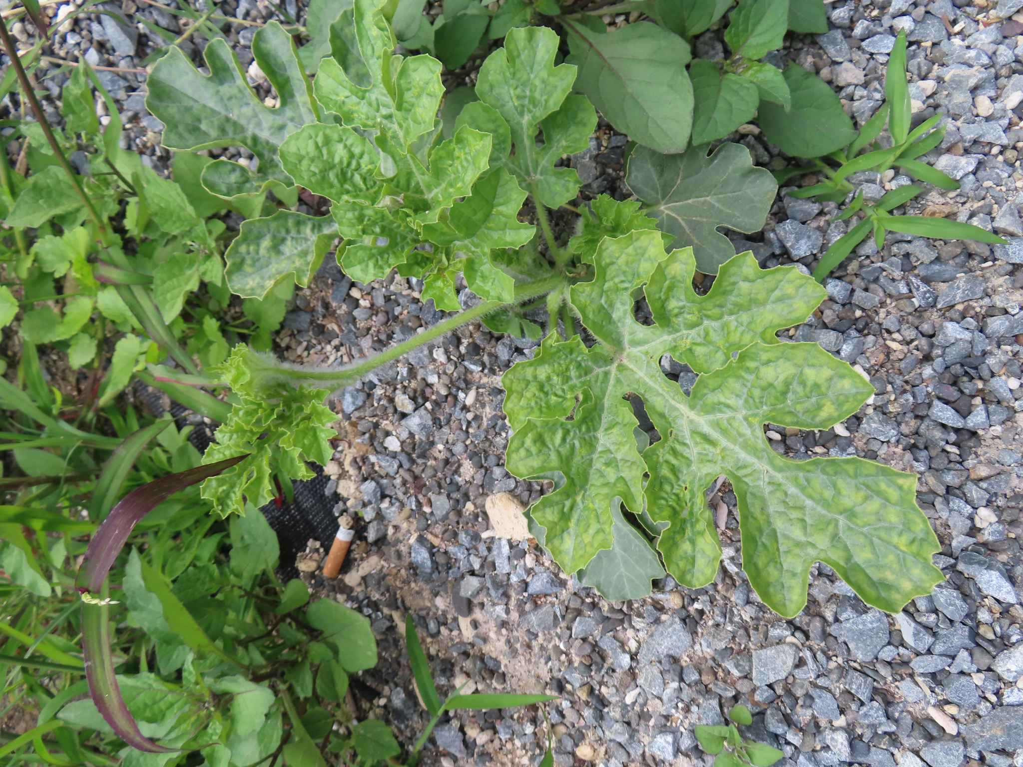 Photo by Colin Ogle via iNaturalist (Copyright Colin Ogle)