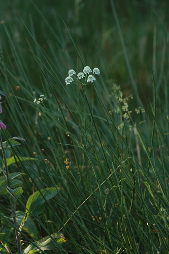 milk-parsley water-dropwort (Oenanthe peucedanifolia)