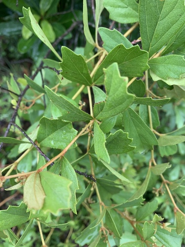 Rhoicissus tridentata subsp. cuneifolia image