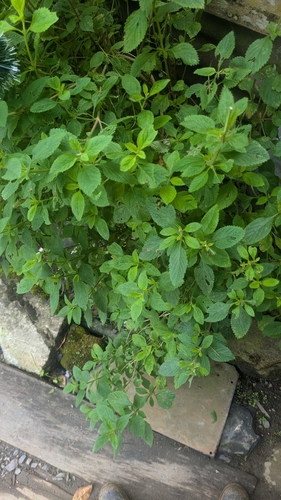 Varronia cylindristachya, photograph 5