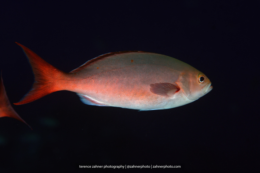 Atlantic Creolefish
