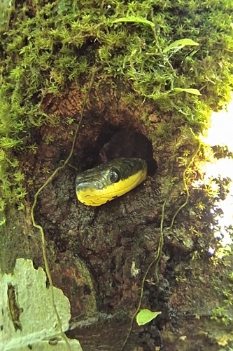 Puffing Snake