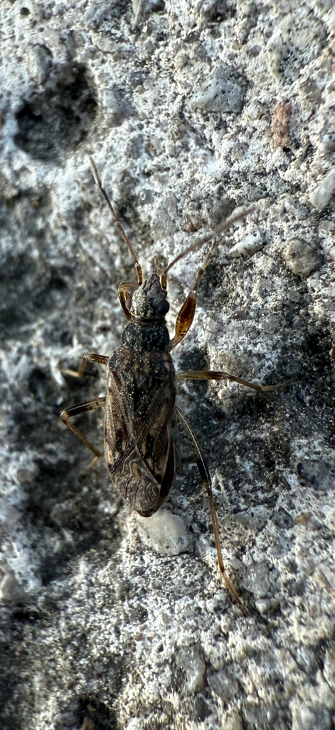 Seed bug
