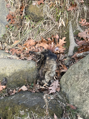 Raccoon