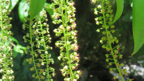 Coriaria ruscifolia (Coriaria ruscifolia)