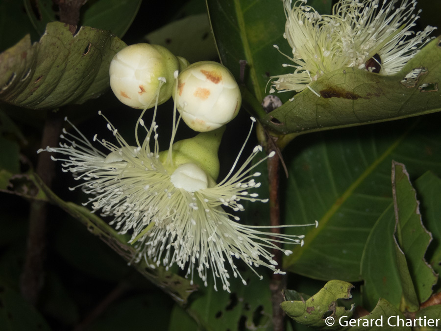 Foto de Syzygium aqueum (Burm.fil.) Alston