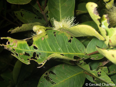 Syzygium aqueum