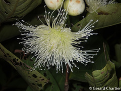 Syzygium aqueum