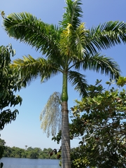 Roystonea dunlapiana