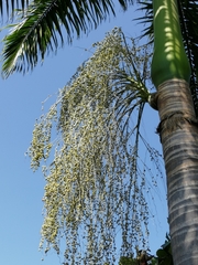 Roystonea dunlapiana