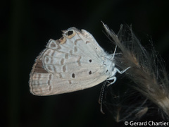 Euchrysops cnejus cnejus