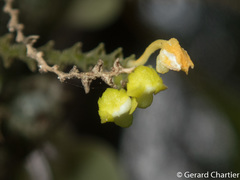 Taeniophyllum pusillum