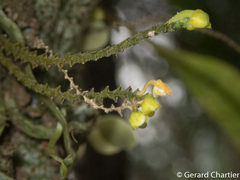 Taeniophyllum pusillum