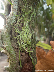 Taeniophyllum pusillum