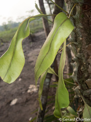 Lecanopteris sinuosa