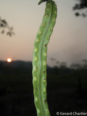 Lecanopteris sinuosa