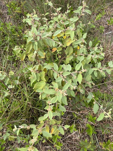 Waltheria indica observed 2026-01-07