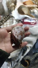 Cypraecassis testiculus