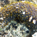 Pepino de Mar Azufre - Photo (c) Robin Gwen Agarwal, algunos derechos reservados (CC BY-NC), subido por Robin Gwen Agarwal