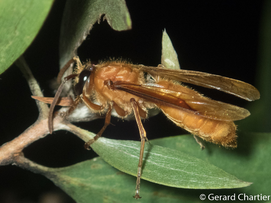 Barthelemy's Night Hornet