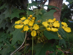 Stigmaphyllon angulosum