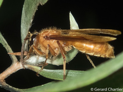 Provespa barthelemyi