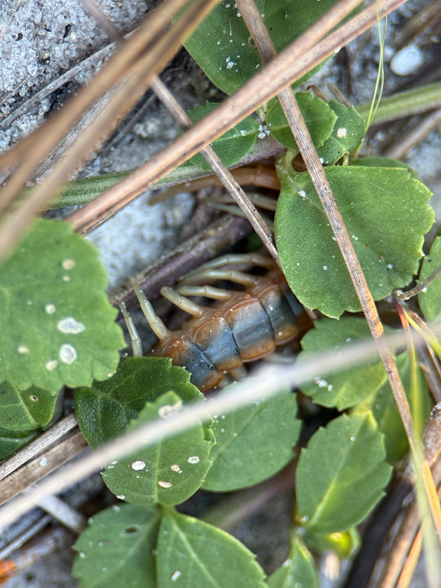 Scolopendra viridis viridis