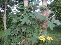 Stigmaphyllon angulosum