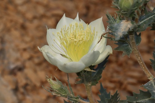 Ten-petal Stickleaf (Mentzelia decapetala)