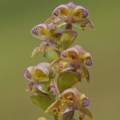 Disperis renibractea