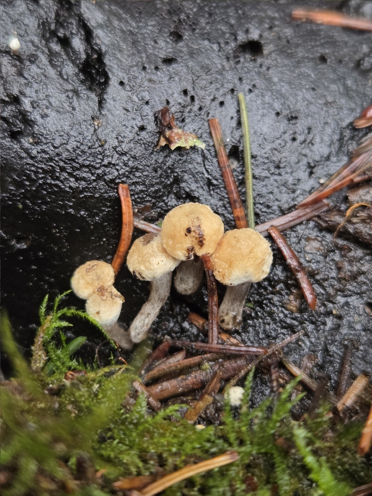 Asterophora lycoperdoides · January 2026 · photo: © mandymushii (iNaturalist, cc-by)