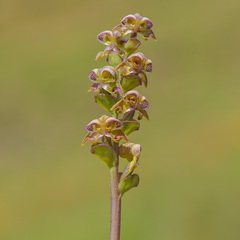 Disperis renibractea