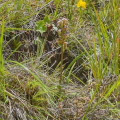 Disperis renibractea