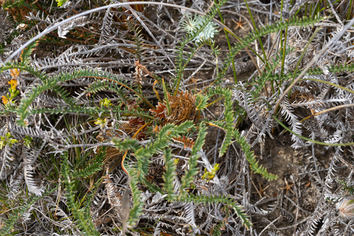 Banksia arctotidis (Banksia arctotidis)