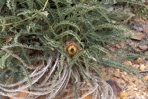 Banksia arctotidis (Banksia arctotidis)