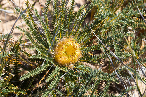 Banksia arctotidis (Banksia arctotidis)
