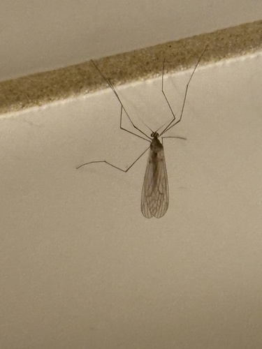 Unknown species found near N 17th St, Camp Hill, PA, US