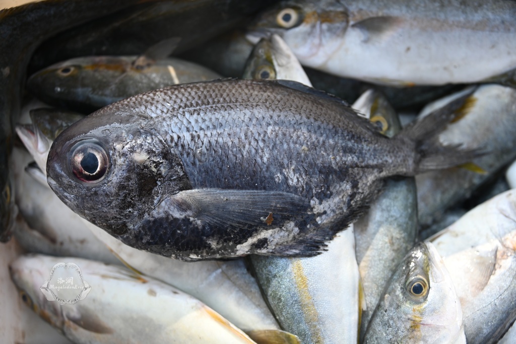 Arafura-drijfvis (Psenes arafurensis) — Nomeidae