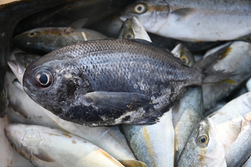 Arafura driftfish (Psenes arafurensis) — Nomeidae