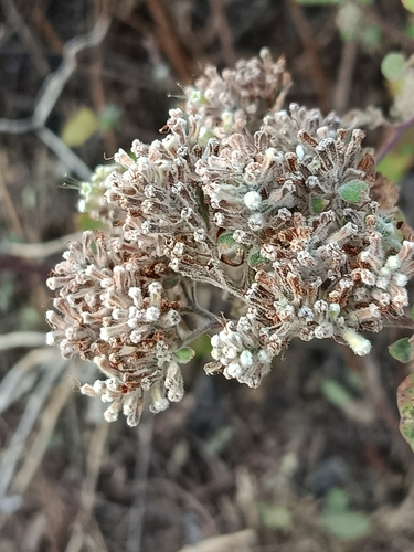 Salpianthus arenarius, photograph 4