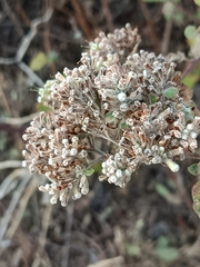 Salpianthus arenarius, photograph (c) Arturo Benavides Mendoza, some rights reserved (CC BY)