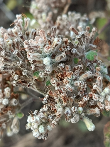 Salpianthus arenarius, photograph 5
