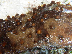 Isostichopus fuscus image