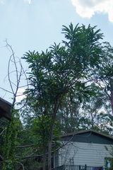 Stenocarpus sinuatus